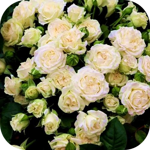 Саженцы Розы Спреи Сноу Дэнс > описание, цена