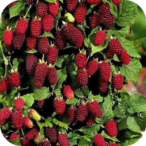 Саженцы Малины "Таганка" > цена, описание